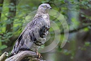 Close-up portrait of European honey buzzard Pernis apivorus also known as Common pern