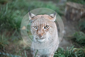 Close up portrait of European Lynx, looking to camera