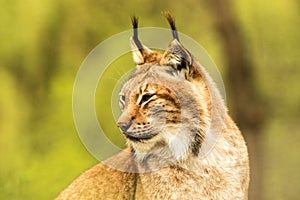 Close up portrait of European Lynx resting in spring landscape in natural forest habitat, lives in forests, taiga, steppe and