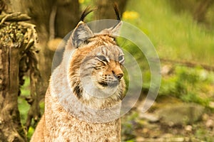 Close up portrait of European Lynx resting in spring landscape in natural forest habitat, lives in forests, taiga, steppe and