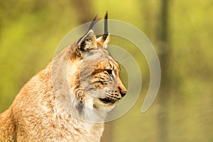 Close up portrait of European Lynx resting in spring landscape in natural forest habitat, lives in forests, taiga, steppe and