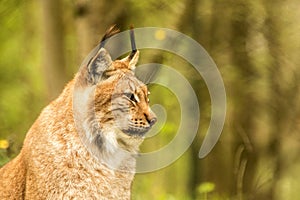 Close up portrait of European Lynx resting in spring landscape in natural forest habitat, lives in forests, taiga, steppe and