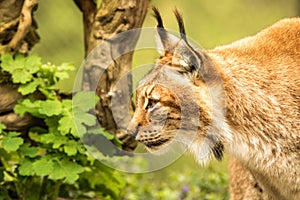 Close up portrait of European Lynx resting in spring landscape in natural forest habitat, lives in forests, taiga, steppe and