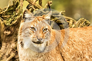 Close up portrait of European Lynx resting in spring landscape in natural forest habitat, lives in forests, taiga, steppe and