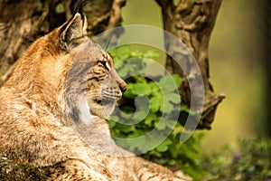 Close up portrait of European Lynx resting in spring landscape in natural forest habitat, lives in forests, taiga, steppe and