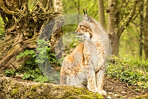 Close up portrait of European Lynx sitting and resting in spring landscape in natural forest habitat, lives in forests, taiga, ste