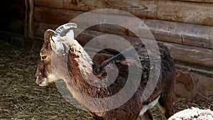 Close up portrait of a European mouflon looking at the camera on a sunny day. A ruminant artiodactyl animal of the ram genus