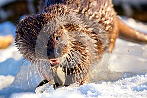 Close-up portrait of an european otter Lutra lutra eating fish in winter