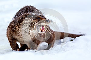 Close-up portrait of an european otter Lutra lutra eating fish in winter
