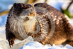 Close-up portrait of an european otter Lutra lutra in winter