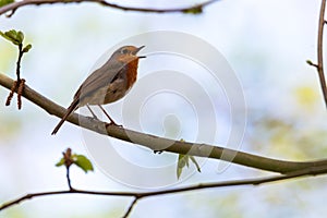 A close up portrait of a European robin or red breast passerine bird sitting on a branch of a tree in a forest chirping and