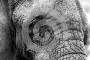 Close-up portrait of the face of an African elephant - Black and