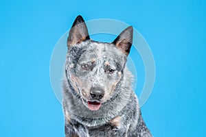 Close up portrait of face of blue heller or australian cattle dog