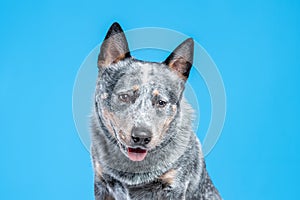 Close up portrait of face of blue heller or australian cattle dog photo