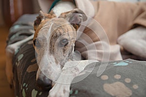 Close up portrait of the face of a brindle and white pet greyhound