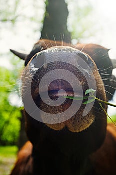 Close-up portrait of the face of a cow which is lying on the gra