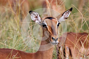 Impala or Rooibok (Aepyceros melampus) in Kruger Park South Africa photo