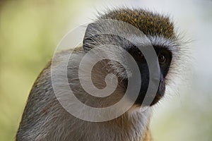 A close-up portrait of the face of a vervet monkey (Chlorocebus pygerythrus) .