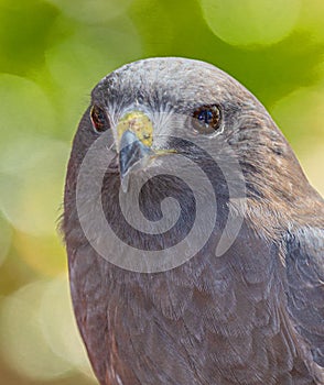 Close-up Portrait of Falcon Looking, St Petersburg, Florida