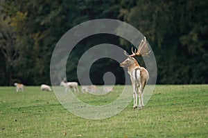 Close up portrait of a fallow deer buck