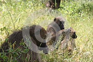 Close-up portrait of a family of Chacma Baboons Papio ursinus grooming in Victoria Falls Zambia