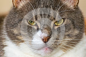 Close-up portrait of a fat angry gray domestic cat. grumpy cat