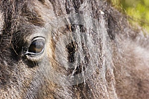 Close-up Portrait featuring the eyeball of a Welsh Mountain Pony