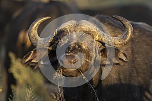 Close up portrait of a female buffalo chewing grass in Moremi Okavango Delta in Botswana