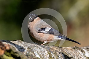 close up portrait of a female bullfinch