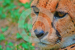 Close-up portrait of a female cheetah with a tear in his eye photo