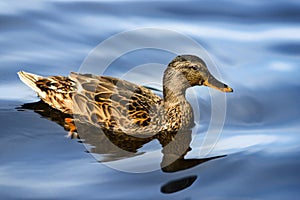 Close up portrait of female duck in water