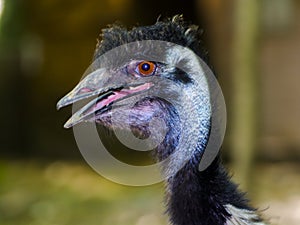 Close up portrait of a female emu