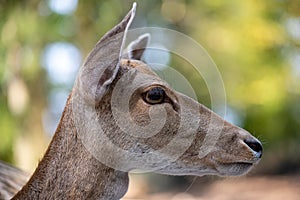 Close-up portrait of female fallow deer dama, dama in the forest