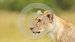 Close up portrait of female lion lioness head, big 5 five African Wildlife in Maasai Mara National R