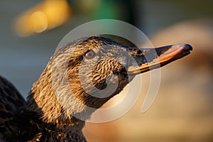 close-up portrait female mallard duck (anas platyrhynchos