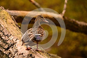 Close up portrait of a female Mallard Duck