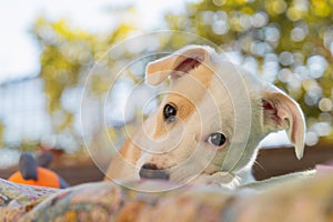 Close up portrait of a female mixed dog puppy biting a toy