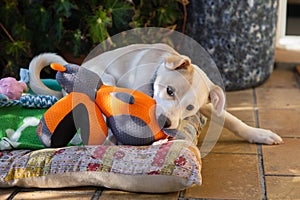 Close up portrait of a female mixed dog puppy biting a toy