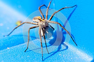 A close up portrait of a female wolf spider carrying her egg sack, attached to the spinnerets and held by the fangs, around on a