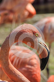 Close Up Portrait of Flamingo Head and Neck