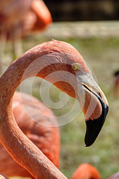 Close Up Portrait of Flamingo Head and Neck