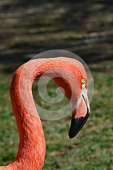 Close Up Portrait of Flamingo Head and Neck