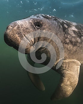 Close-up Portrait Florida Manatee