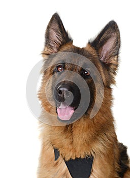 Close up Portrait of Fluffy German Shepherd Dog Looking to the Camera. Two Years Old Pet.