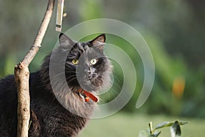 Close up portrait of flurry black cat with vibrant green eyes relaxing in the garden