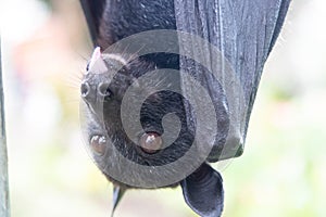 Close-up portrait of a flying fox with its tongue hanging out.