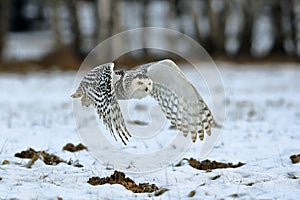 Close-up portrait of flying Snowy Owl