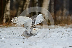 Close-up portrait of flying Snowy Owl