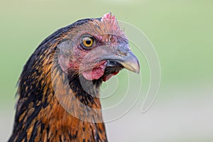 Nice brown hen close up portrait