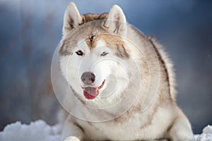 Close-up portrait of free and happy Siberian Husky dog lying on the snow in winter forest on bright mountain background